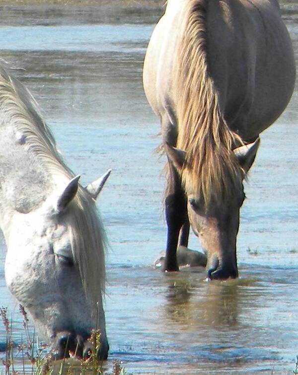 Wild Horses Drinking Water Art Print featuring the photograph Wild horses drinking water by Manuela Constantin