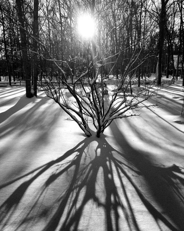 Trees Art Print featuring the photograph Winter Sunrise Shadows by Glenn DiPaola