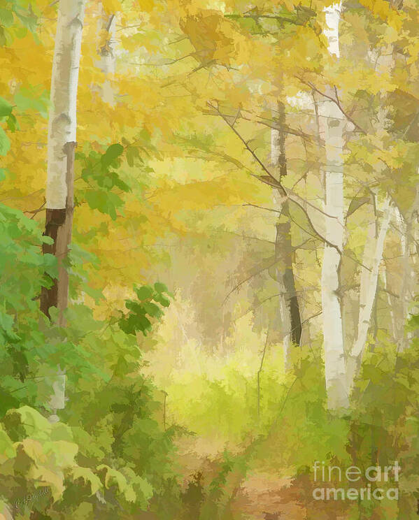 Gibson Art Print featuring the photograph Wispering Birches by Carol Randall