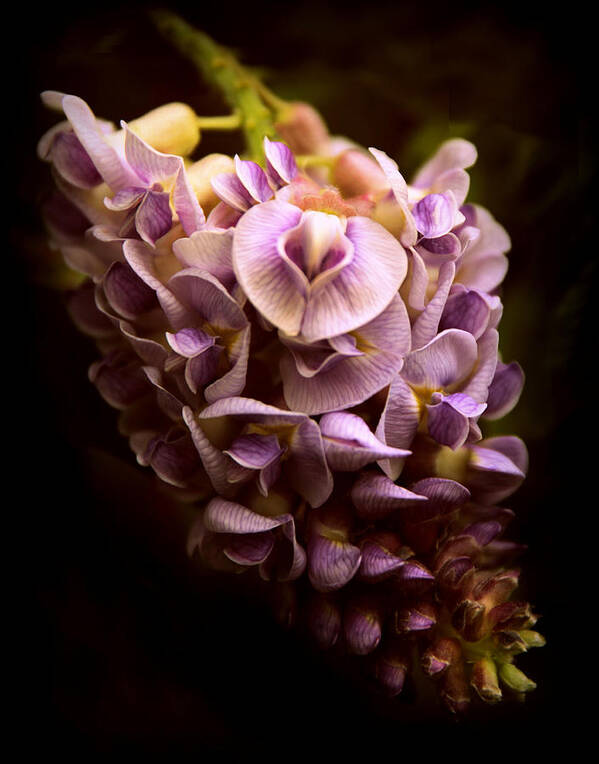 Wisteria Art Print featuring the photograph Wisteria Whisper by Jessica Jenney