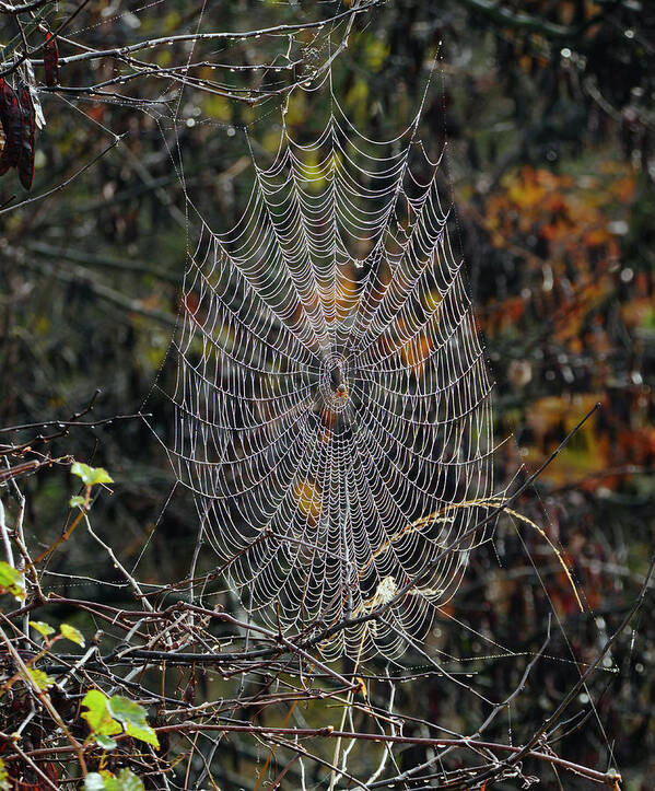 Spider Art Print featuring the photograph World of webs by Paul Ross