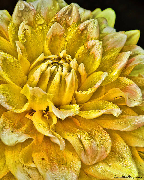 Nature Art Print featuring the photograph Yellow Dahlia by Susan Cliett
