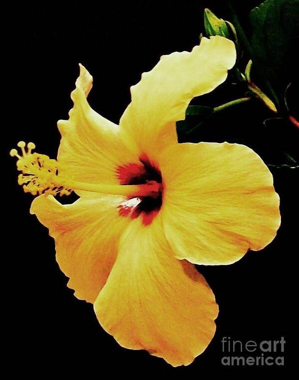 Photo Art Print featuring the photograph Yellow Hibiscus by Marsha Heiken