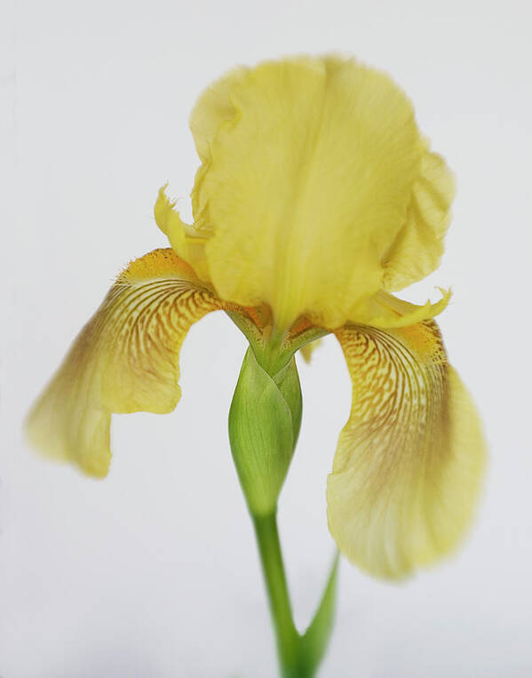 Bloom Art Print featuring the photograph Yellow Iris a Symbol of Passion by David and Carol Kelly