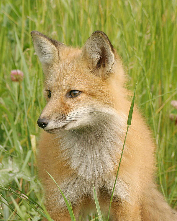 Fox Art Print featuring the photograph Young fox by Doris Potter