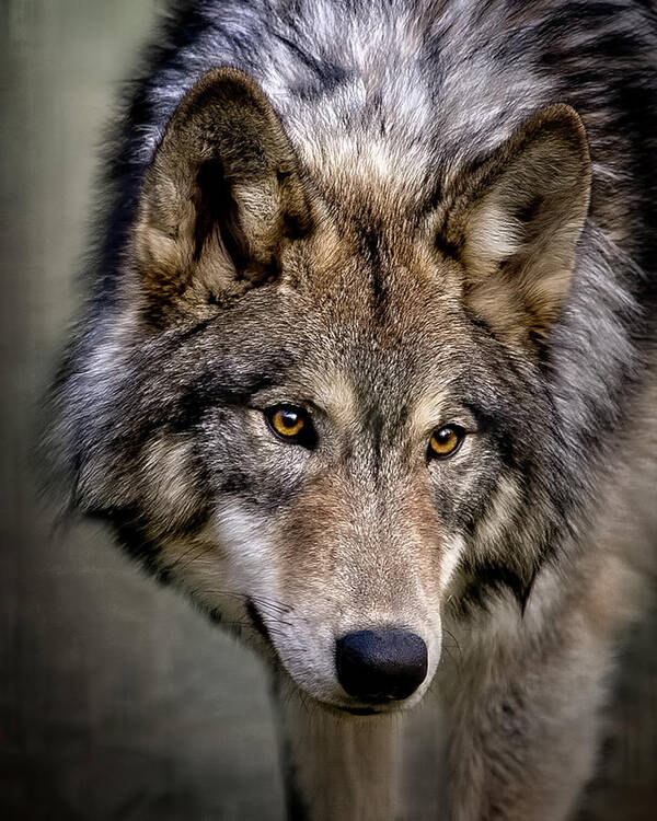 Young Wolf Art Print featuring the photograph Young Wolf by Wes and Dotty Weber