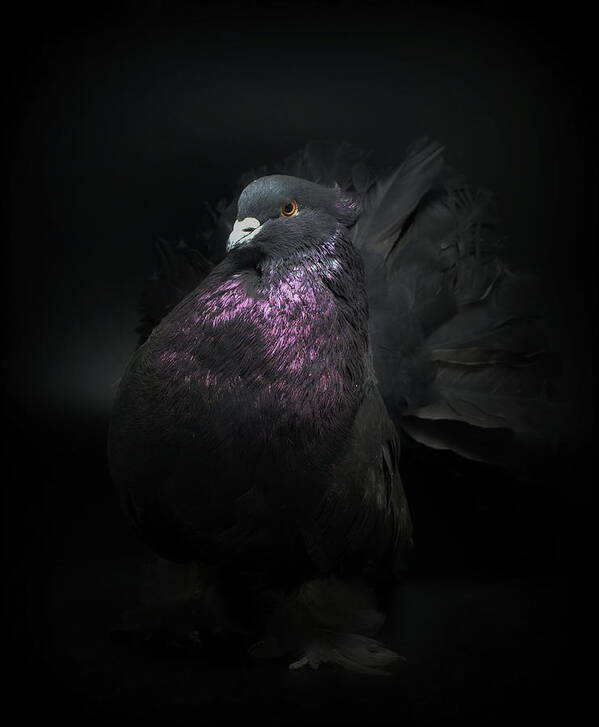 Pigeon Art Print featuring the photograph Black Indian Fantail Pigeon #1 by Nathan Abbott