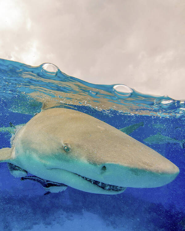 Color Image Art Print featuring the photograph Close-up Of A Lemon Shark, Tiger Beach #1 by Brent Barnes