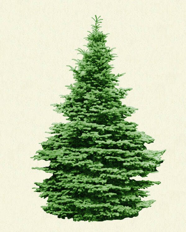 Campy Art Print featuring the drawing Evergreen Tree #1 by CSA Images