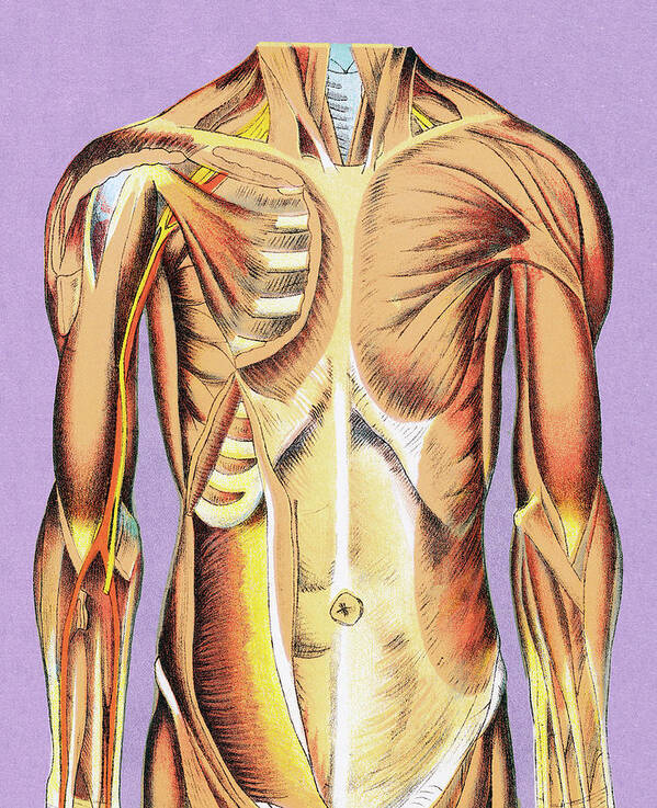 Anatomical Art Print featuring the drawing Muscle Anatomy #1 by CSA Images
