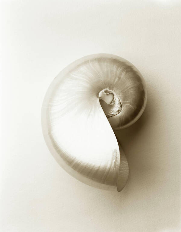 Animal Shell Art Print featuring the photograph Pearlised Nautilus Sea Shell, Close-up #1 by Finn Fox