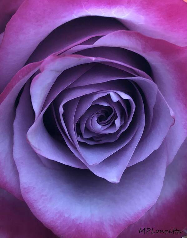 Purple Art Print featuring the photograph Purple Rose #1 by Marian Lonzetta