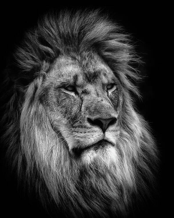 Lion Art Print featuring the photograph Silver Lion by Chris Boulton