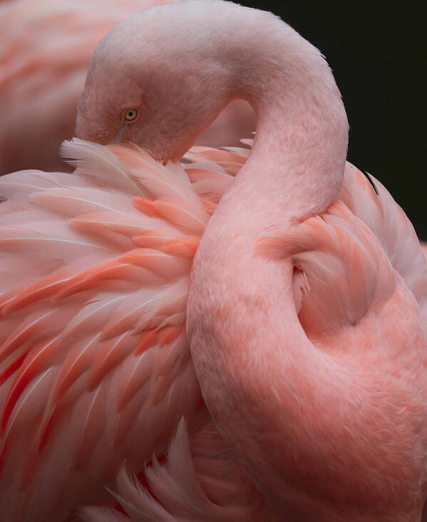 Bird
Flamingo
Pink Art Print featuring the photograph So Many Feathers #1 by Robin Wechsler