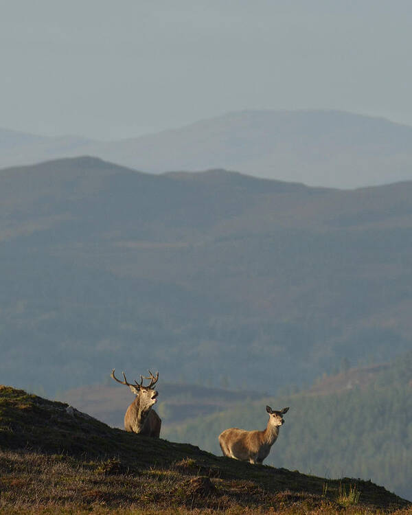 Royal Stag Art Print featuring the photograph Red Deer in the Highlands #13 by Gavin MacRae