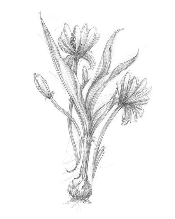 Botanical Art Print featuring the painting Botanical Sketch IIi #2 by Ethan Harper
