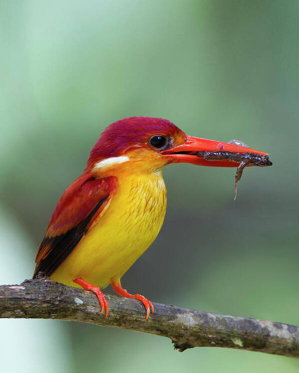 Animal Themes Art Print featuring the photograph Rufous Backed Kingfisher #2 by Copyright By David Yeo