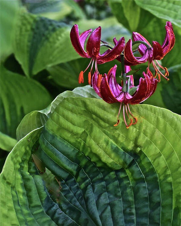 Flower Art Print featuring the photograph 2019 June At the Gardens Lily and Hosta by Janis Senungetuk