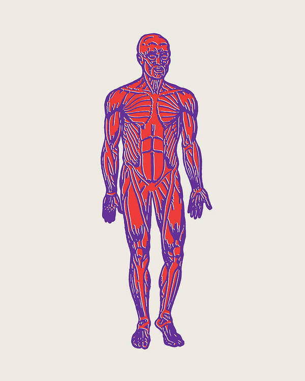 Anatomical Art Print featuring the drawing Human Muscular System #3 by CSA Images