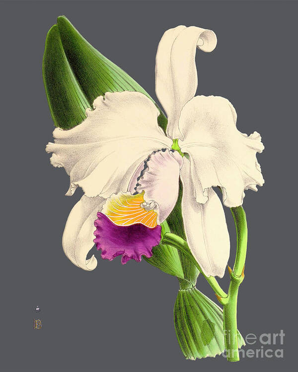 Vintage Art Print featuring the digital art Orchid Old Print #8 by Baptiste Posters