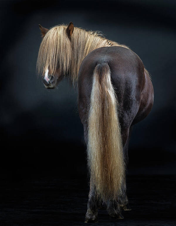 Alertness Art Print featuring the photograph Portrait Of Icelandic Horse, Iceland #6 by Arctic-images