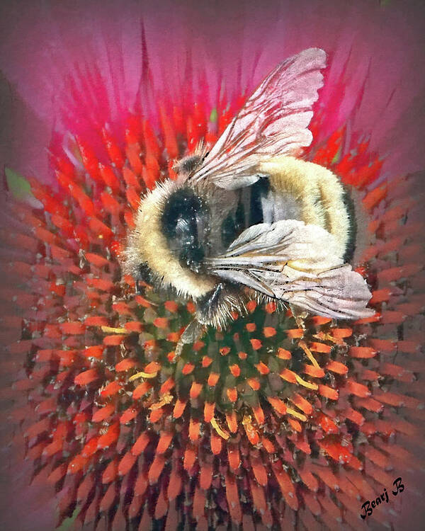 Bee Art Print featuring the photograph A Bee by Bearj B Photo Art