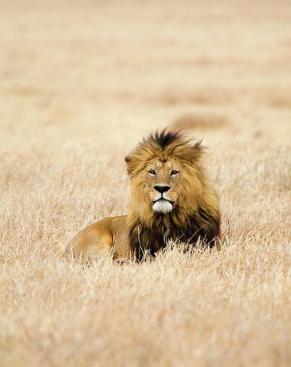 Grass Art Print featuring the photograph A Lion by Sean Russell
