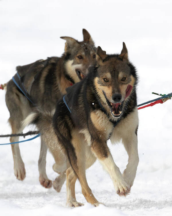 Sled Dog Race Art Print featuring the photograph A Smile at the Finish by Susan Rissi Tregoning