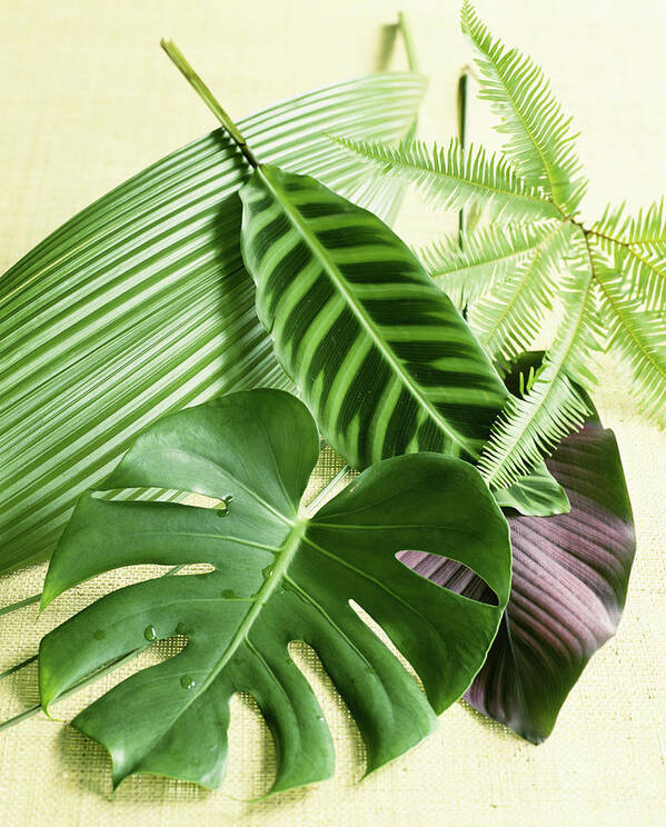 Tropical Climate Art Print featuring the photograph Assorted Tropical Leaves by Lisa Hubbard