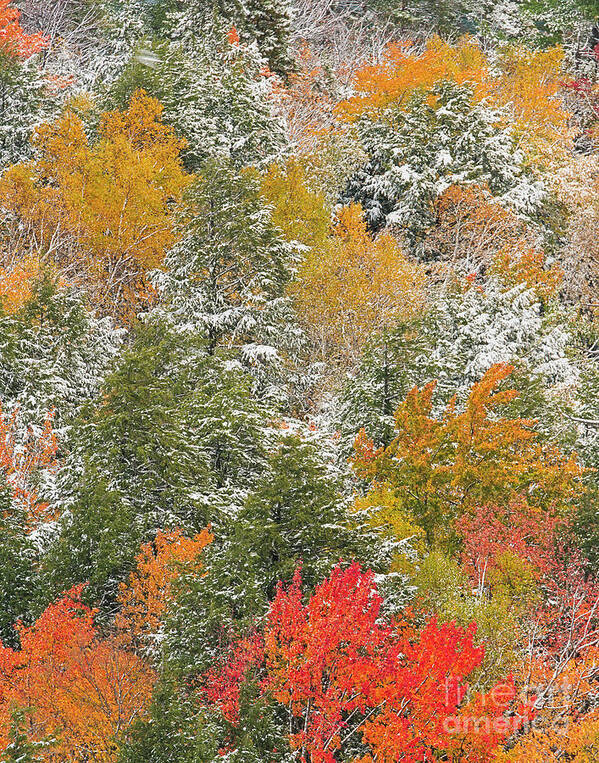 Autumn Art Print featuring the photograph Michigan Autumn Snow and Colorful Trees by Mark Graf