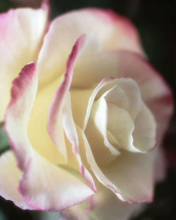 Rose Art Print featuring the photograph Back-lit Beauty by TL Wilson Photography by Teresa Wilson