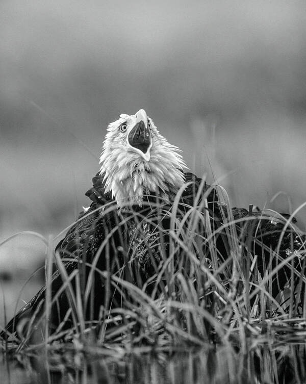 Disk1215 Art Print featuring the photograph Bald Eagle Calling by Tim Fitzharris