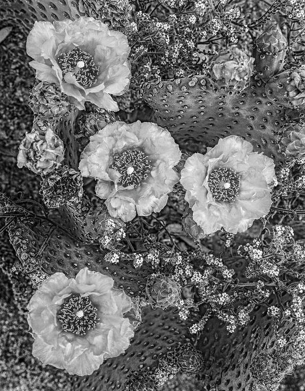 Disk1215 Art Print featuring the photograph Beavertail Cactus Blossoms by Tim Fitzharris