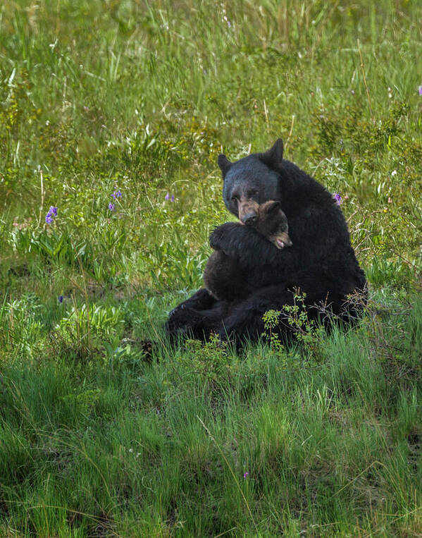 Black Bear Hugging Cub 11x14 (1 Of 1).jpg Art Print featuring the photograph Black Bear Hugging Cub by Galloimages Online