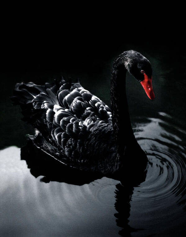 Black Color Art Print featuring the photograph Black_swan by Holloway