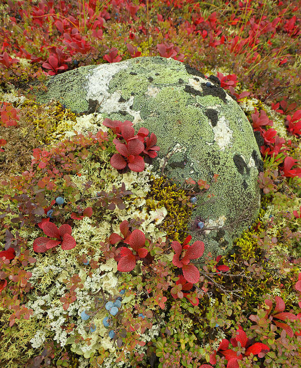 Natural Pattern Art Print featuring the photograph Blueberries, Lichens, Tundra In Fall by Eastcott Momatiuk