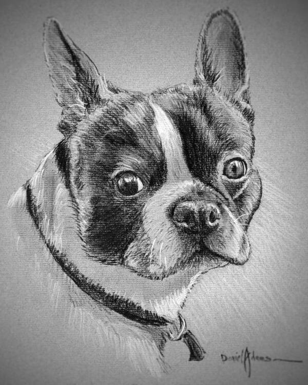 Dog Art Print featuring the drawing Boston Bull Terrier by Daniel Adams