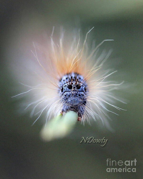  Art Print featuring the photograph Caterpillar Face by Natalie Dowty