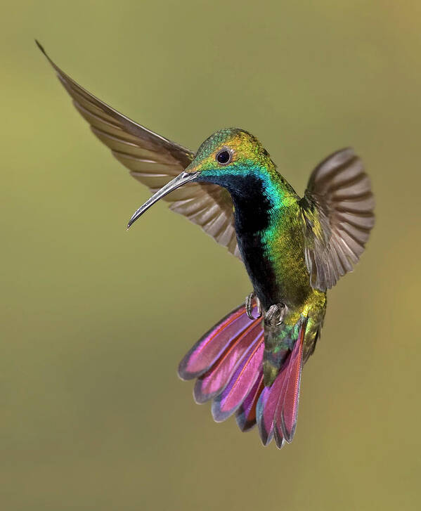 Adventure Art Print featuring the photograph Colorful Humming Bird by Image By David G Hemmings