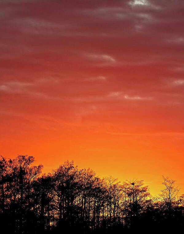 Swamp Art Print featuring the photograph Cypress Swamp Sunset 4 by Steve DaPonte