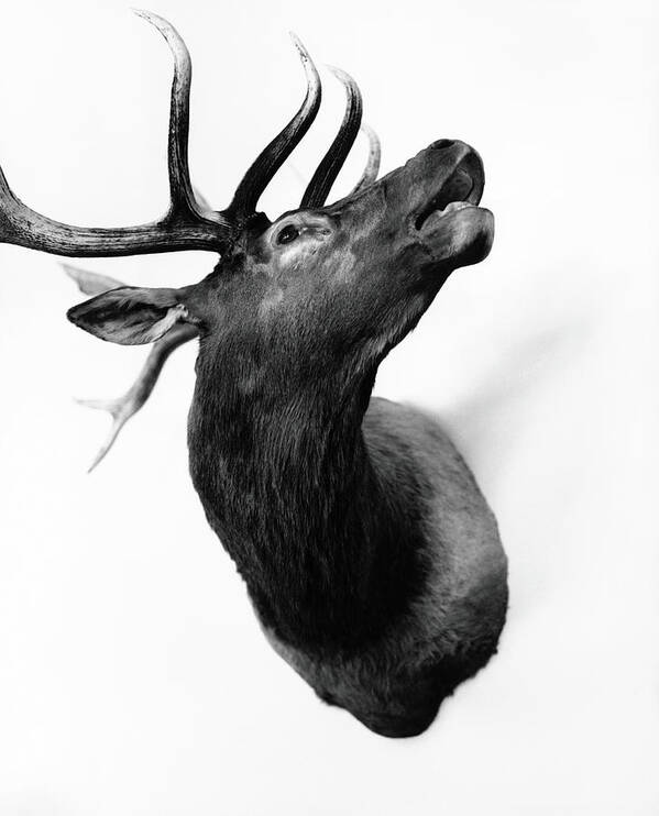 White Background Art Print featuring the photograph Deer Head Hunting Trophy B&w by Jim Bastardo
