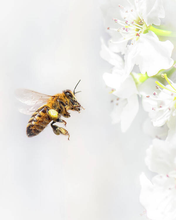 Bee Art Print featuring the photograph Delicate Beauty by Gary Kochel
