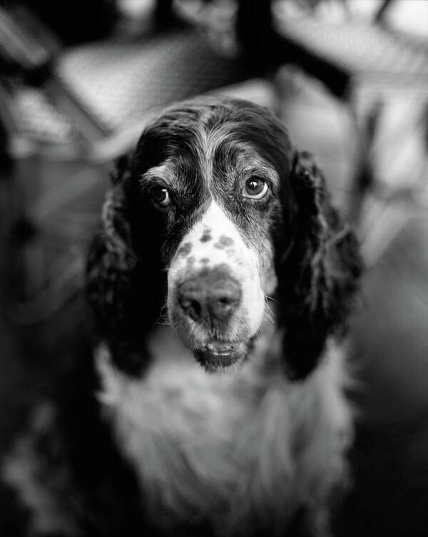 Pets Art Print featuring the photograph Dog In Cafe by Oliver Rockwell