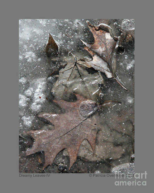 Leaf Art Print featuring the photograph Dreamy Leaves-IV by Patricia Overmoyer