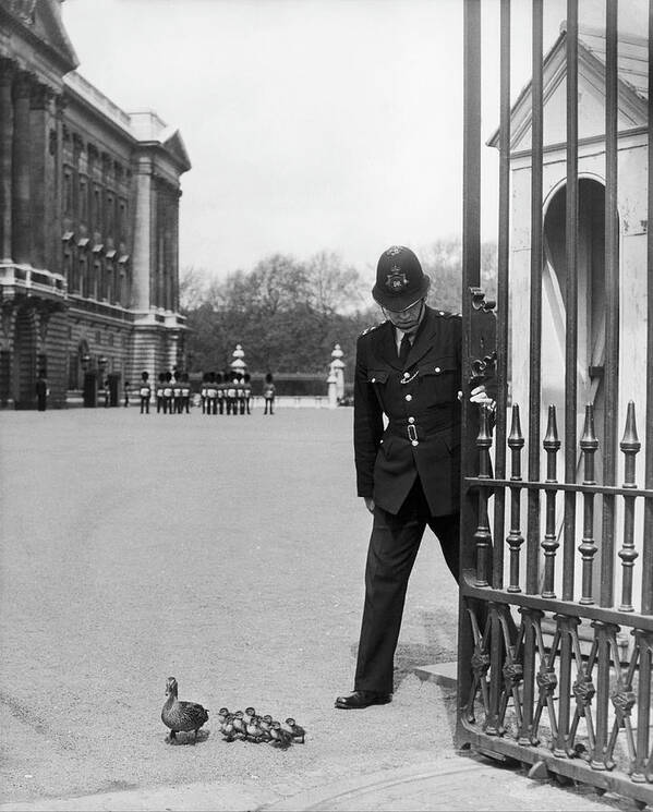 Vertical Art Print featuring the photograph Duck A Buckingham Law In 1964 by Keystone-france