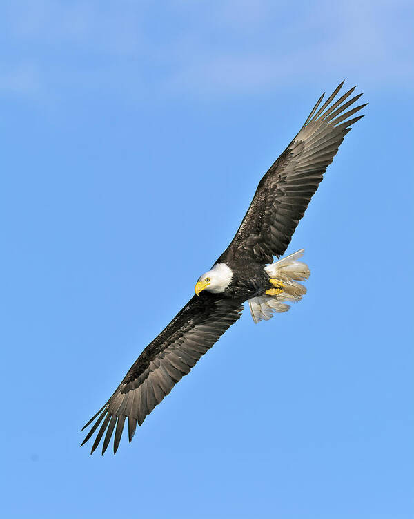 Bald Art Print featuring the photograph Eagle on the Wing by Gary Langley