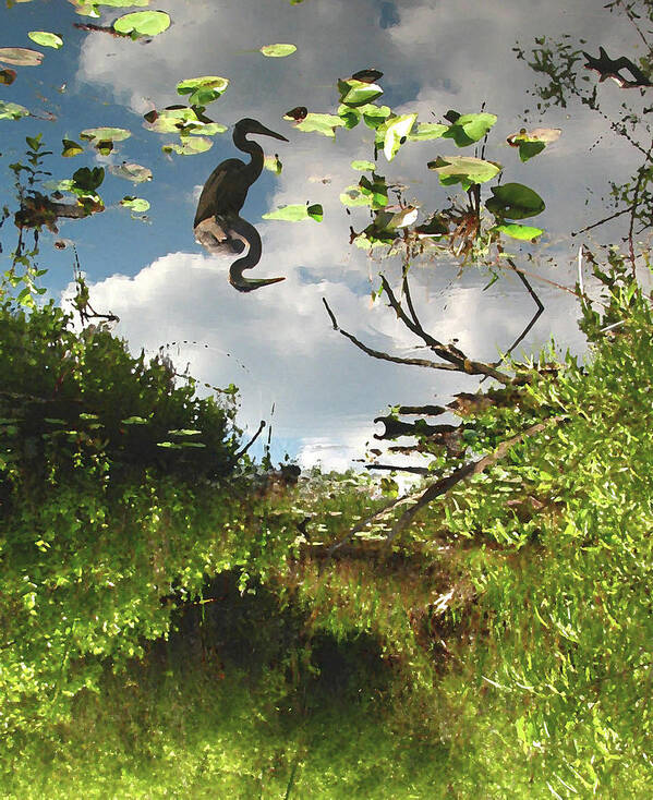Everglades Swamp Bird Art Print featuring the photograph Everglades #7 by Neil Pankler