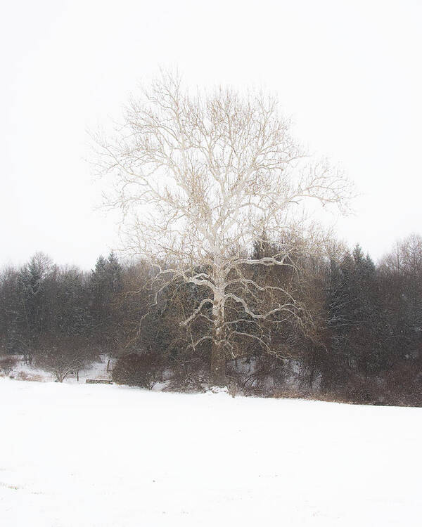 Tree Art Print featuring the photograph Exposed by Linda Bonaccorsi