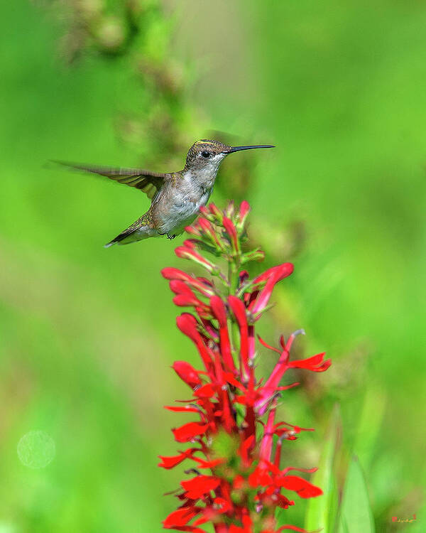 Nature Art Print featuring the photograph Female Ruby-throated Hummingbird DSB0316 by Gerry Gantt