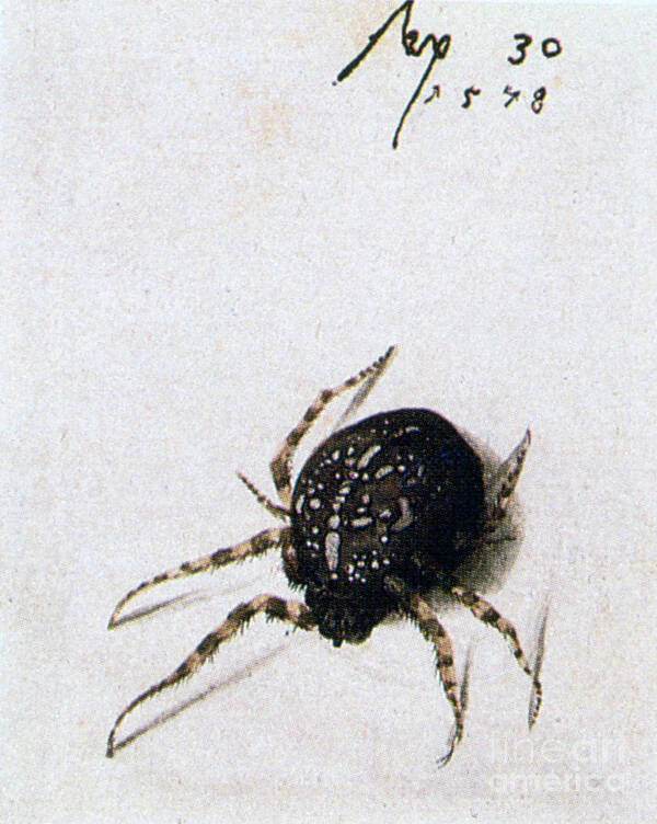 Insect Art Print featuring the drawing Female Spider, 1578. Artist Joris by Print Collector
